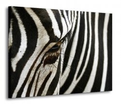 Obraz na płótnie - Zebra - 120x90 cm