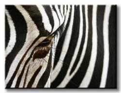 Obraz ze Zwierzętami - Zebra - 80x60 cm