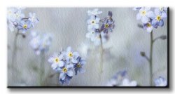Obraz na płótnie - Kwiaty Niezapominajki - 50x100 cm