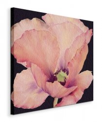 Delicate Pink Poppy - Obraz na płótnie