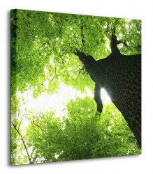 Gigatyczne Drzewo - Obraz na płótnie