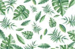 Tropikalne liście - listki - Fototapeta 175x115 cm 