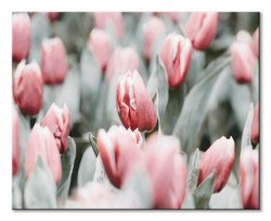 Obraz na ścianę - Różowe tulipany - 40x50 cm