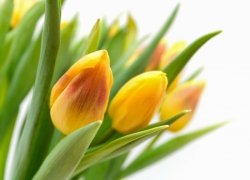 Fototapeta ścienna Żółte tulipany - 254x183 cm