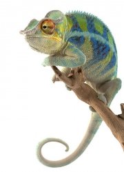 Fototapeta na ścianę - Leniwy Kameleon - 183x254 cm