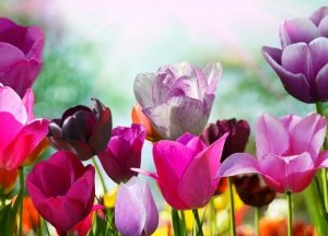 Fototapeta - Piękne wiosenne kwiaty - 254x183 cm