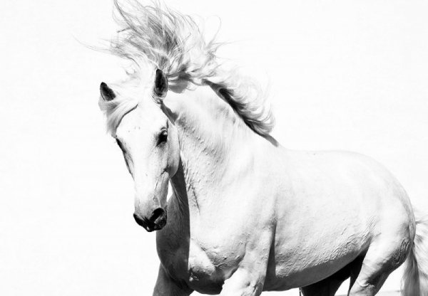 Fototapeta na ścianę - Arabski Koń - 366x254 cm
