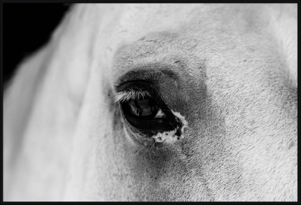 Plakat Oko konia - Black Eye - Plakaty ze zwierzętami decoart24.pl