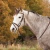 STAR DIAMOND Ogłowie nachrapnik kombinowany