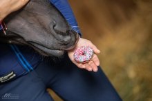 KOŃSKA CUKIERENKA. PĄCZUSIE Smakołyki/Cukierki naturalne dla koni