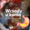 PORADNIK - Wrzody u konia - jak rozpoznać i leczyć?