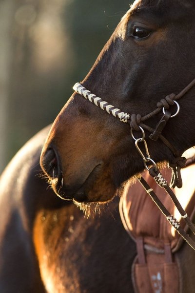 BAREFOOT SENECA 3-in-1 Halter 3w1
