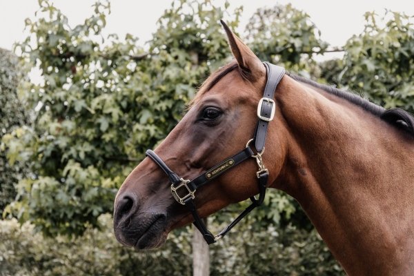 *KENTUCKY ANATOMIC HALTER Anatomiczny kantar ze skóry syntetycznej dla koni