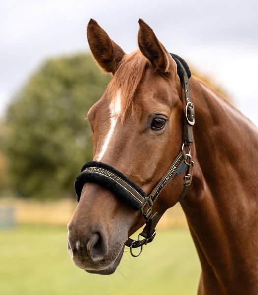 WALDHAUSEN ELEGANT Kantar podszyty futerkiem
